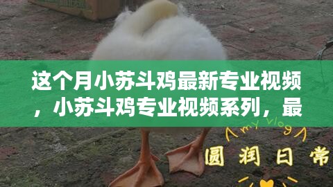 小苏斗鸡最新专业视频深度解析与影响回顾，本月篇章全解析