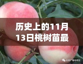 历史上的11月13日桃树苗最新品种种植手册，适合初学者与进阶用户种植指南