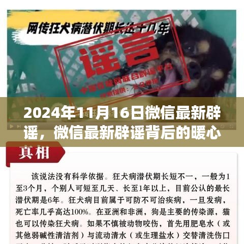 微信最新辟谣背后的暖心故事，友情见证在行动——2024年11月微信辟谣回顾