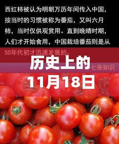 秘境秘境，西红柿的历史传奇与最新行情揭秘，11月18日西红柿风情回顾与美味传奇探寻