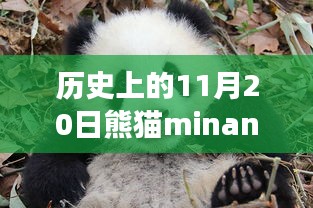 历史上的11月20日熊猫minana最新，熊猫minana的奇妙旅行，探索自然美景，寻找内心的宁静与平和