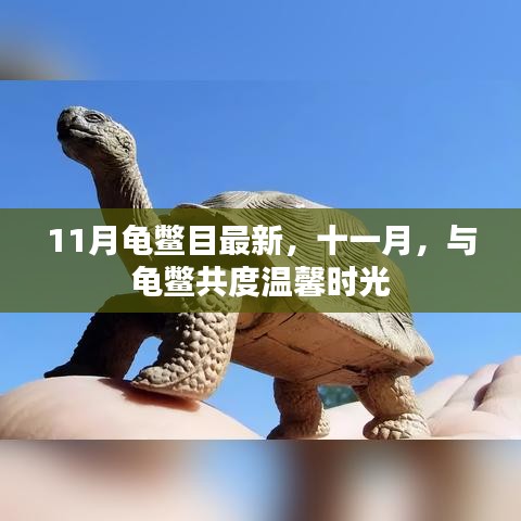 十一月，与龟鳖共度温馨时光的新观察