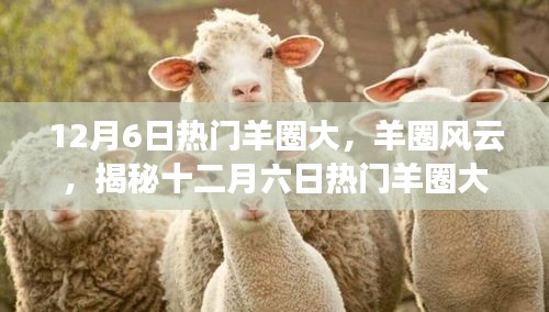 揭秘热门羊圈风云背后的故事，十二月六日大事件回顾