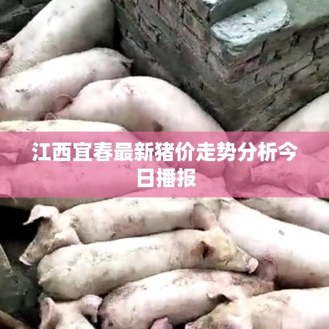 江西宜春最新猪价走势分析今日播报